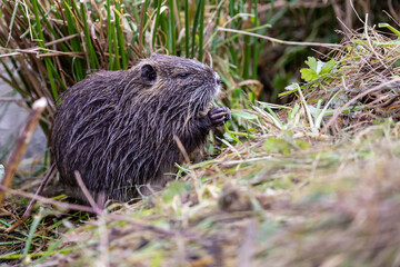 Nutria 19