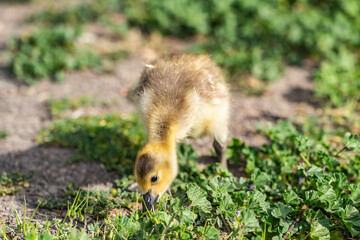 Canadian gosling eating grass. Close-up