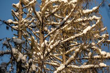 winter forest scene texture. trees covered in snow