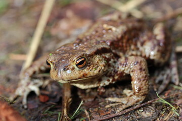 European toad