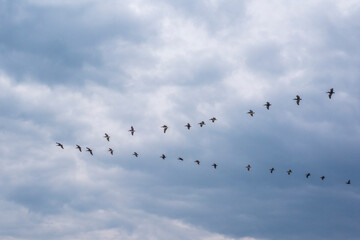 Pelicans Flying in V Formation