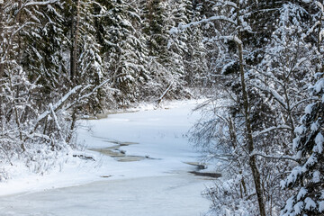 winter forest scene texture. trees covered in snow