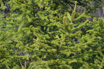 green fir tree branches, flora and foliage
