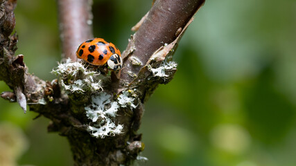 Fototapeta premium close up macro with blurry green background of a dotted ladybug on branches of a currant plant