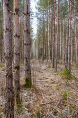 tree trunk wall on the side of the field