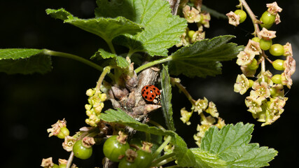 close up macro with blurry black background of a dotted ladybug on a currant plant with green berries and blossoms in springtime