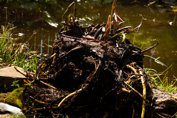 The rhizome of a water lily after wintering in a film pond. Division of the rhizome.Reproduction and cultivation, growing of Nymphaea. High quality photo