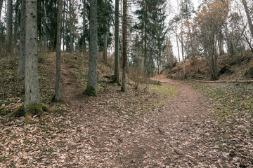 Fototapeta premium tree trunk wall on the side of the field