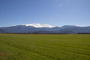 a green plain, snowy mountains behind and a row of trees in different angles