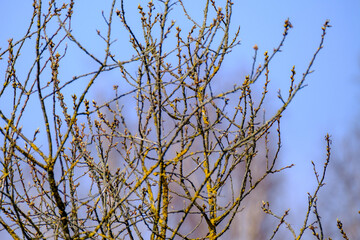 tree trunk wall on the side of the field