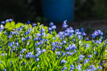 small blue spring flowers in green grass