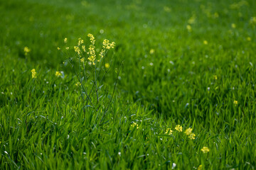 Rapsanbau im Frühjahr