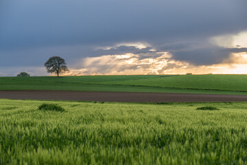 B&auml;ume im Feld im Fr&uuml;hjahr