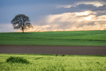 Bäume im Feld im Frühjahr