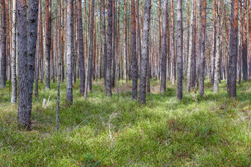 Fototapeta premium tree trunk wall on the side of the field