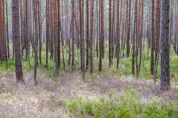 tree trunk wall on the side of the field