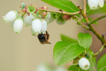 close up of a honey bee on a blueberry flower