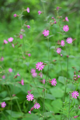 Silene dioica grows in the wild