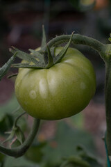 GREENHOUSE GROWING TOMATOES ON THE BRANCH