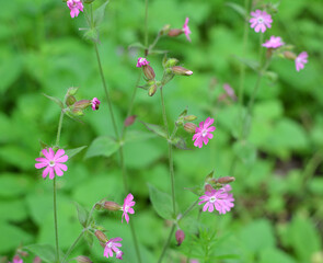 Silene dioica grows in the wild