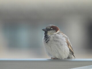 sparrow on a fence