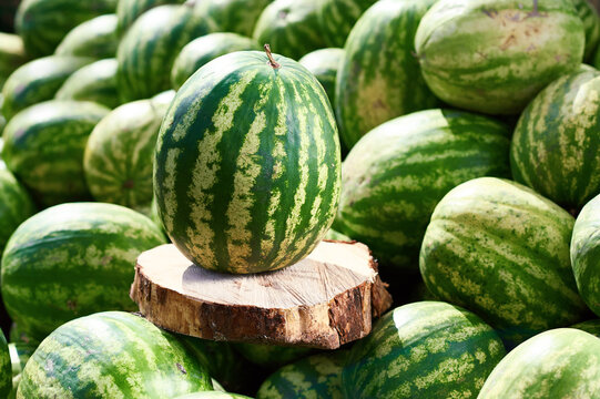 Many large ripe watermelons lie under the sun. Ripe, ripe, ready-to-sell watermelons.