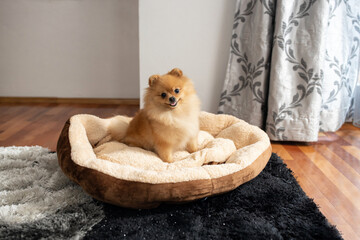 Cute little dog just being adorable and puffy, love for animals concept