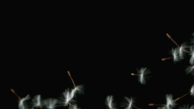 Macro Shot of Dandelion Seeds Being Blown in Super Slow Motion isolated on Black Background. Filmed on high speed cinematic camera at 2000 fps.