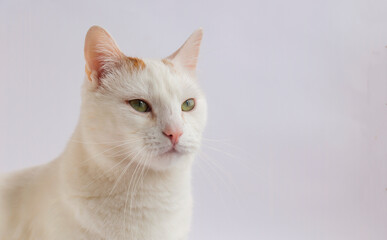 Portrait of a White cat, pink nose, nose on a white background.