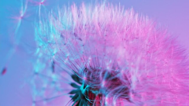 Macro Shot of Dandelion being blown in super slow motion on neon background. Filmed on high speed cinematic camera at 2000 fps.