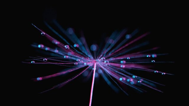 Super Macro Shot of Dandelion with Water Drops Falling Down on neon background. Filmed on high speed cinematic camera at 2000 fps.