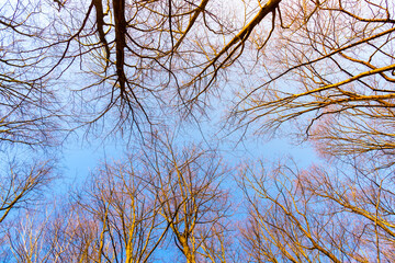 Bottom up view of dry tree branches nd blue sky. Color photography.