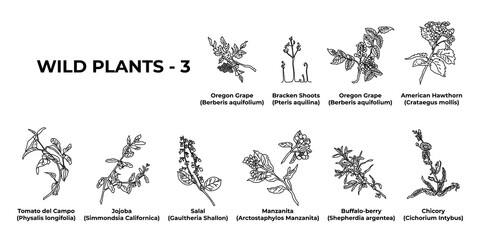 Collection of hand-drawn botanical elements on a white background.