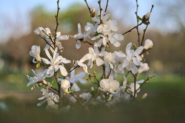 Beautiful closeup blurry view of white magnolia (Magnolia Soulangeana) tree blossoms blooming in Herbert Park, Dublin, Ireland. Soft and selective focus