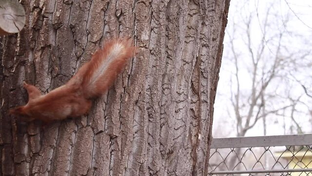 wild squirrel in park. squirrel climbs the tree. Beautiful rodent. High quality FullHD footage