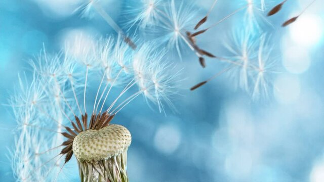 Macro Shot of Dandelion being blown in super slow motion on neon background. Filmed on high speed cinematic camera at 2000 fps.