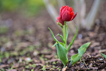 Beautiful closeup low ground view of single spring delicate red tulip on brown mulching ground in Herbert Park, Dublin, Ireland. Soft and selective focus
