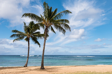 Coconut Palm Trees located on the island of Kauai Hawaii. Poipu Beach is a popular attraction for its gold colored sand with many water recreational activities available.