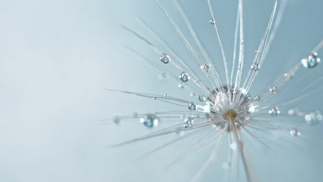 Slow Motion, Super Macro Shot of Dandelion with Water Drops Falling Down on Ligh Blue Background. Filmed on high speed cinematic camera at 2000 fps.