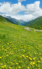 Fototapeta na wymiar Yellow dandelion flowers on summer mountain slope