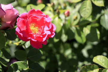 ピンクのバラ(一輪)