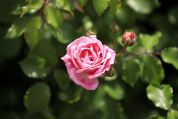 ピンクのバラ(一輪)