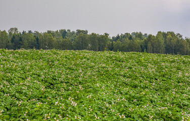 Fototapeta na wymiar View of a field with potato planting after heavy rain in the Leningrad region.
