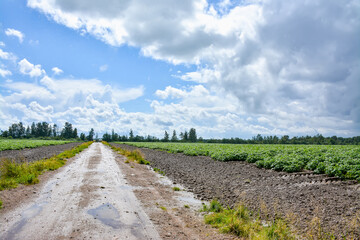 Fototapeta premium View of a field with potato planting after heavy rain in the Leningrad region.