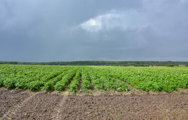 View of a field with potato planting after heavy rain in the Leningrad region.