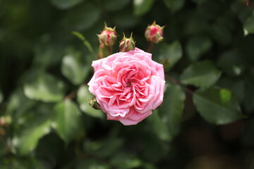 ピンクのバラ(一輪)