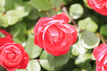 赤いバラ(一輪)