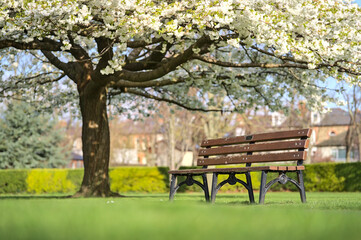 Naklejka premium Beautiful low ground blurry spring view of single bench beside delicate white cherry (Prunus Shogetsu Oku Miyako) blossoms flowering tree in Herbert Park, Dublin, Ireland. Soft and selective focus