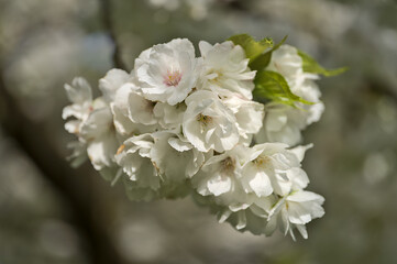 Beautiful macro view of delicate spring white cherry (Prunus Shogetsu Oku Miyako) blossom flowering tree in Herbert Park, Dublin, Ireland. Soft and selective focus