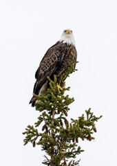 american bald eagle looking forward